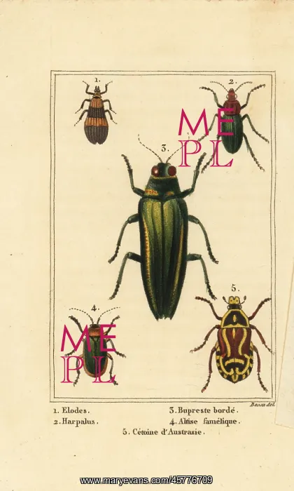: Marsh beetle, jewel beetle, rose chafer, etc : Marsh beetle, jewel beetle, rose chafer, etc