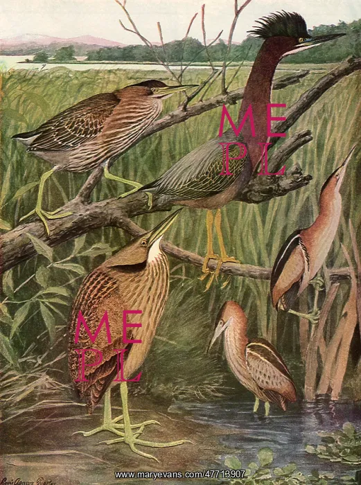  : Marsh Birds