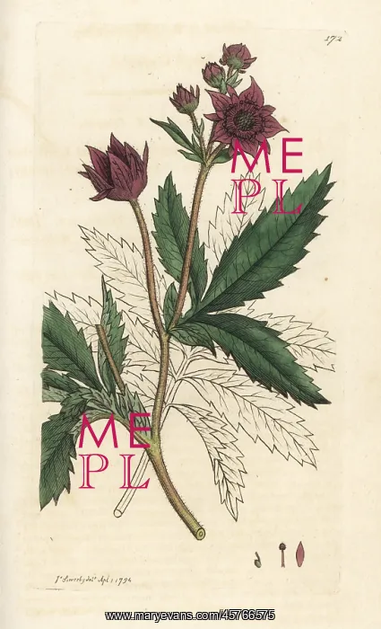 : Marsh cinquefoil, Comarum palustre : Marsh cinquefoil, Comarum palustre
