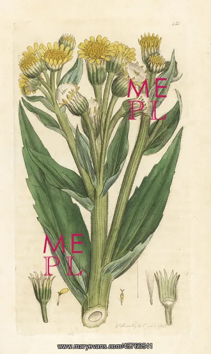 : Marsh fleawort or swamp ragwort, Tephroseris palustris : Marsh fleawort or swamp ragwort, Tephroseris palustris