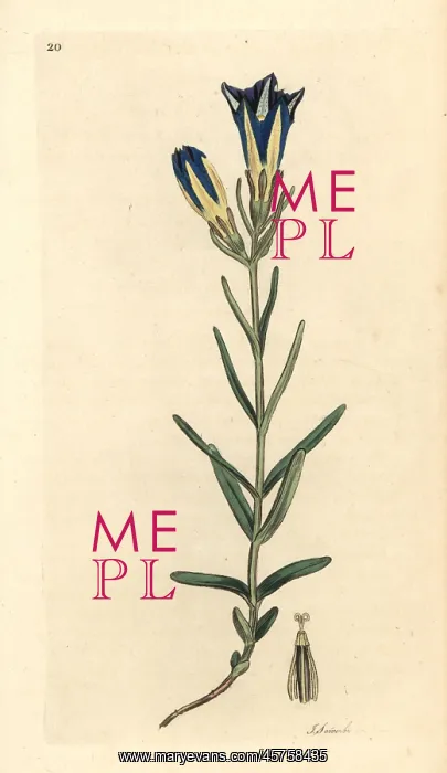 : Marsh gentian or Calathian violet, Gentiana pneumonanthe : Marsh gentian or Calathian violet, Gentiana pneumonanthe