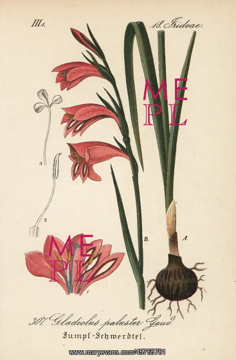 : Marsh gladiolus or sword lily, Gladiolus palustris : Marsh gladiolus or sword lily, Gladiolus palustris