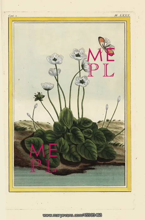 : Marsh grass of Parnassus or bog-star, Parnassia palustris : Marsh grass of Parnassus or bog-star, Parnassia palustris