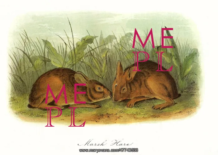  : Marsh Hares