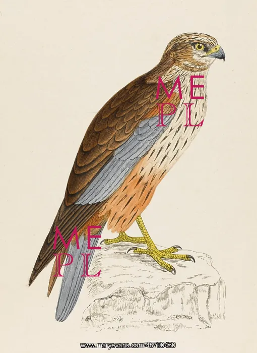  : MARSH HARRIER (MORRIS)