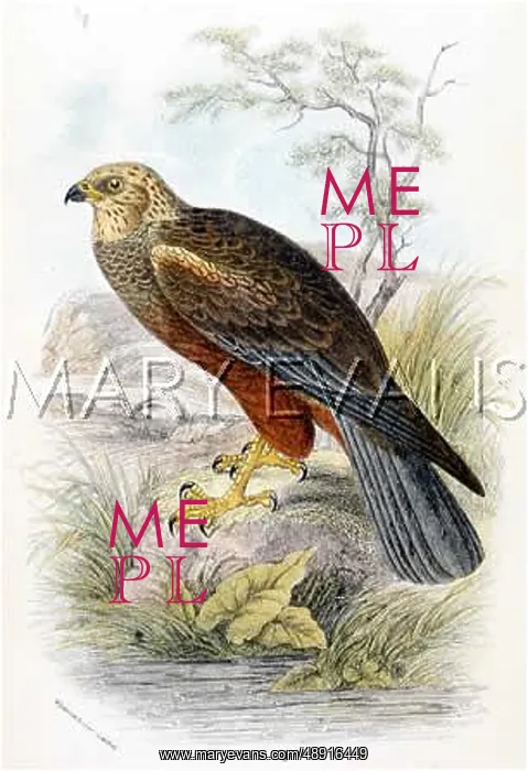  : MARSH HARRIER (SHARPE)