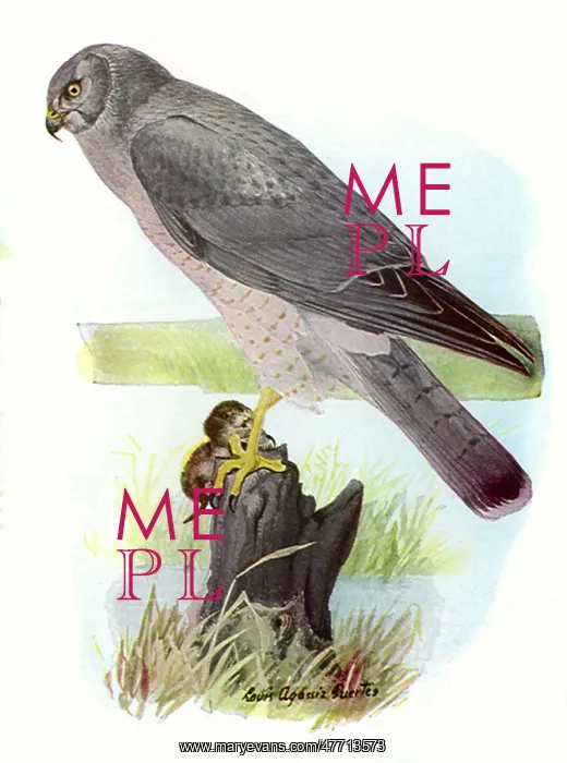  : Marsh Hawk