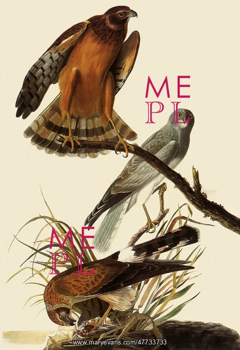  : Marsh Hawks