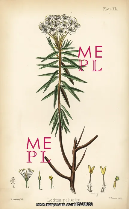 : Marsh Labrador tea or wild rosemary, Rhododendron tomentosum : Marsh Labrador tea or wild rosemary, Rhododendron tomentosum