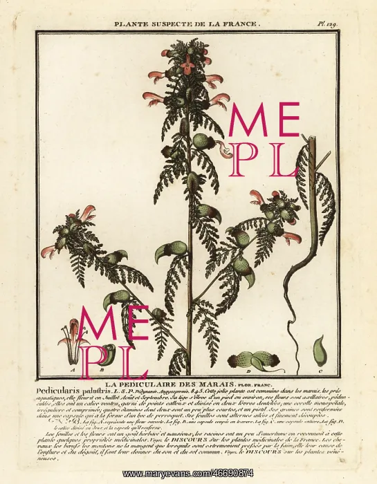 : Marsh lousewort, Pedicularis palustris : Marsh lousewort, Pedicularis palustris