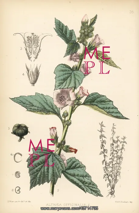 : Marsh mallow, Althaea officinalis : Marsh mallow, Althaea officinalis