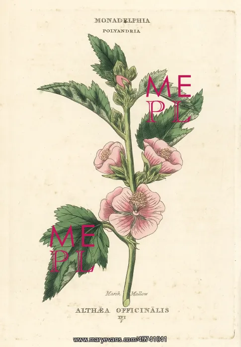 : Marsh mallow, Althaea officinalis : Marsh mallow, Althaea officinalis