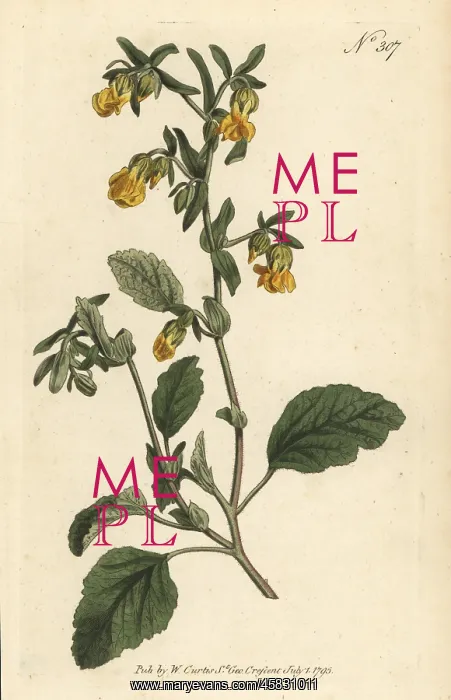 : Marsh-mallow-leaved hermannia, Hermannia althaeifolia : Marsh-mallow-leaved hermannia, Hermannia althaeifolia