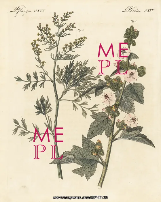 : Marsh mallow and wormwood : Marsh mallow and wormwood
