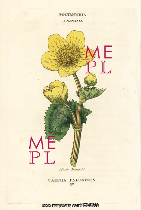 : Marsh marigold, Caltha palustris : Marsh marigold, Caltha palustris