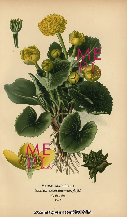 : Marsh marigold, Caltha palustris : Marsh marigold, Caltha palustris