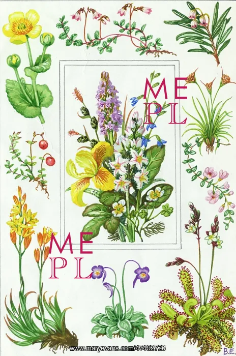: marsh marigold, cranberry, bog asphodel etc : marsh marigold, cranberry, bog asphodel etc