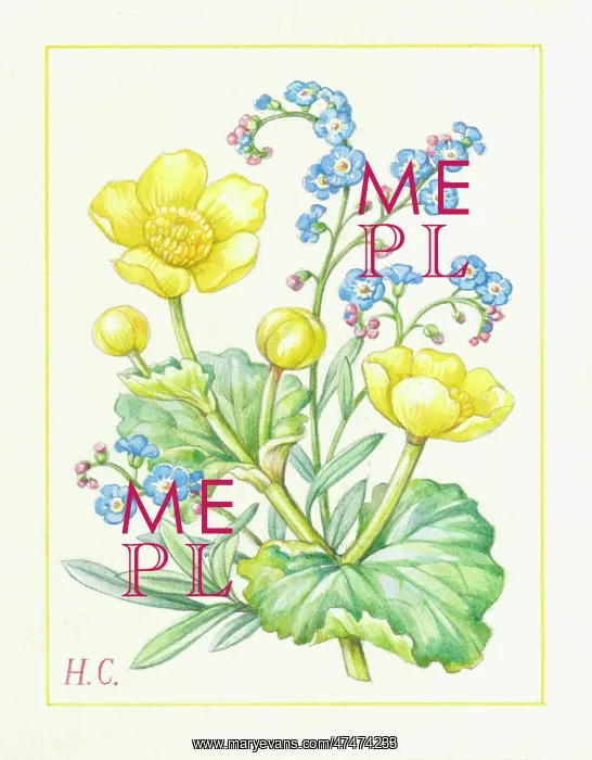  : Marsh marigold and forget-me-nots