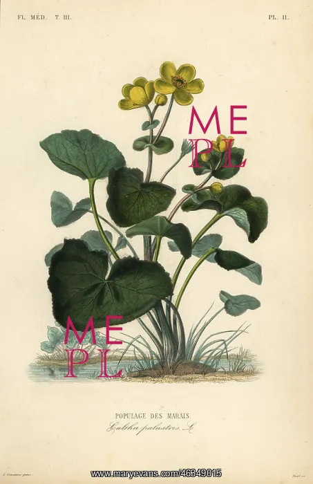 : Marsh marigold or kingcup, Caltha palustris : Marsh marigold or kingcup, Caltha palustris