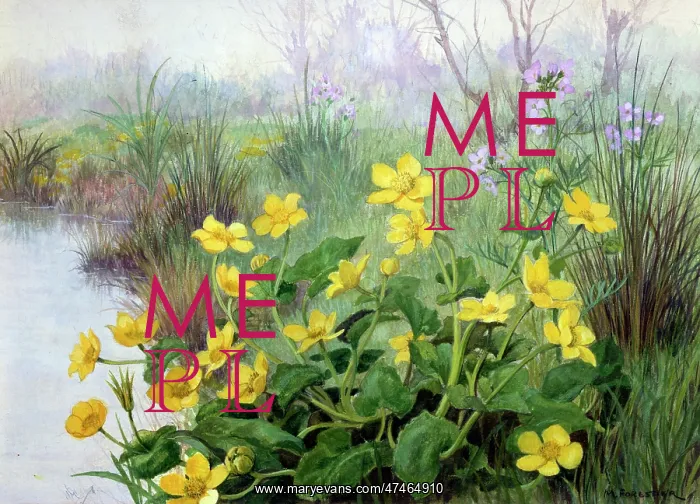  : Marsh Marigolds (King Cups) by water