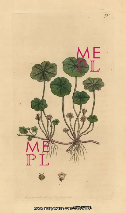 : Marsh pennywort, Hydrocotyle vulgaris : Marsh pennywort, Hydrocotyle vulgaris