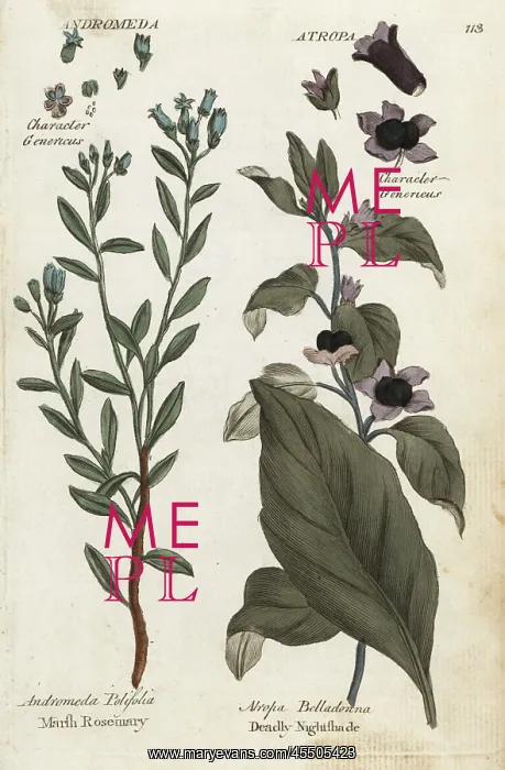 : Marsh rosemary and deadly nightshade : Marsh rosemary and deadly nightshade