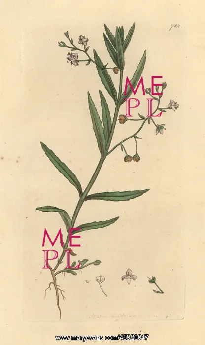 : Marsh speedwell, Veronica scutellata : Marsh speedwell, Veronica scutellata