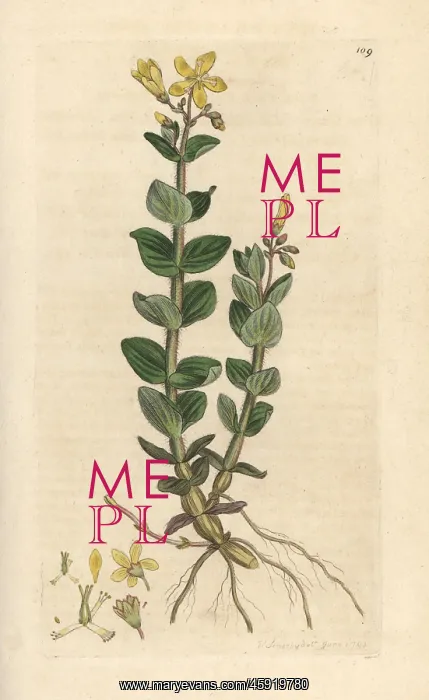 : Marsh St. John's wort, Hypericum elodes : Marsh St. John's wort, Hypericum elodes
