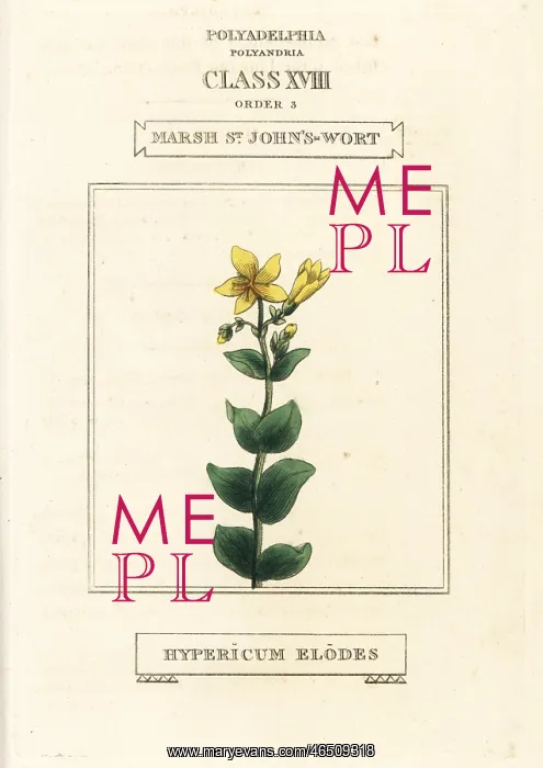 : Marsh St. John's-wort, Hypericum elodes : Marsh St. John's-wort, Hypericum elodes