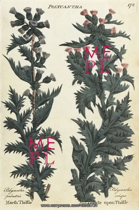 : Marsh thistle and thistle upon thistle : Marsh thistle and thistle upon thistle