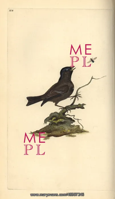 : Marsh tit, Poecile palustris : Marsh tit, Poecile palustris