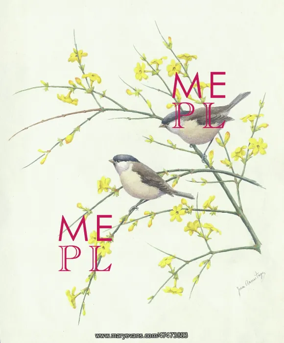  : Two marsh tits on winter jasmine