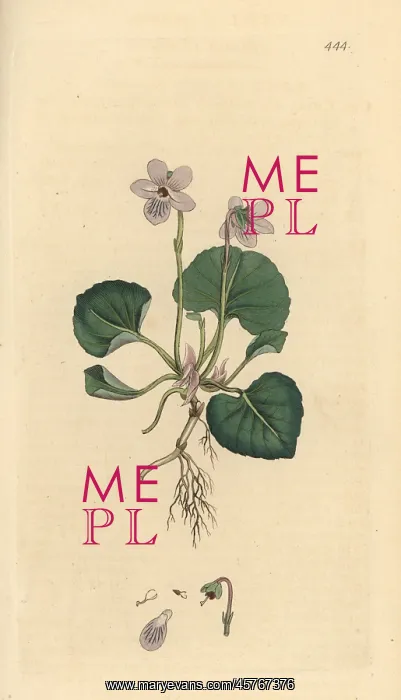 : Marsh violet, Viola palustris : Marsh violet, Viola palustris