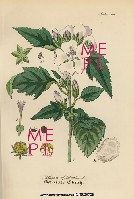 : Marshmallow, Althaea officinalis : Marshmallow, Althaea officinalis