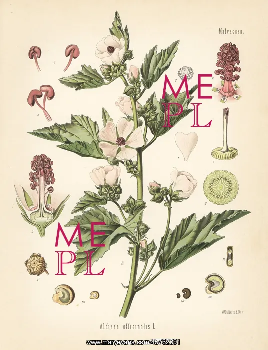 : Marshmallow, Althaea officinalis : Marshmallow, Althaea officinalis