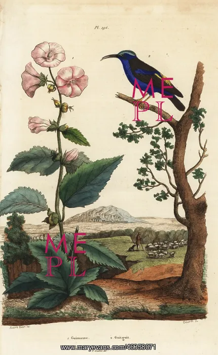  : Marshmallow and purple honeycreeper