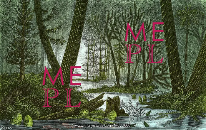: Marshy Carboniferous Forest, Illustration : Marshy Carboniferous Forest, Illustration
