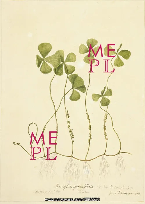 : Marsilea polycarpa, waterclover : Marsilea polycarpa, waterclover