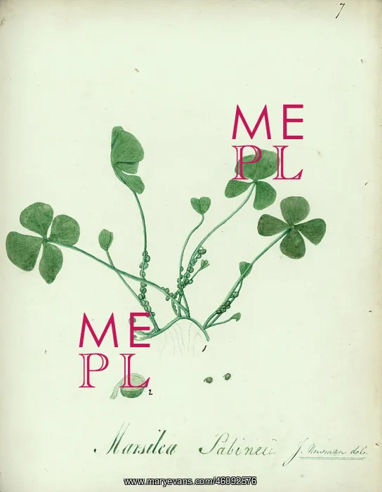 : Marsilea sabinii : Marsilea sabinii
