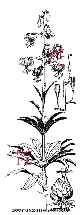 : Martagon Lily : Martagon Lily