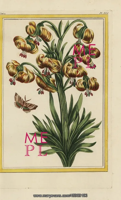 : Martagon lily, Lilium martagon : Martagon lily, Lilium martagon