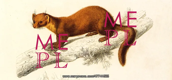  : Marten (Mustela martes)
