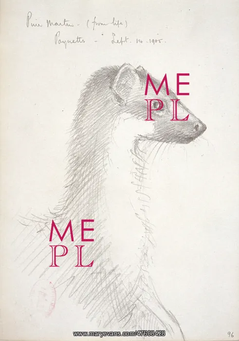 : Martes martes, European pine marten : Martes martes, European pine marten