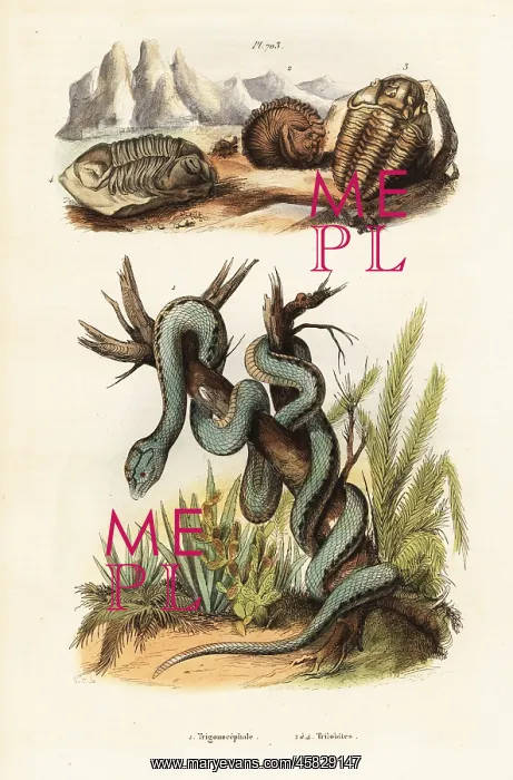: Martinican pit viper and extinct trilobites : Martinican pit viper and extinct trilobites