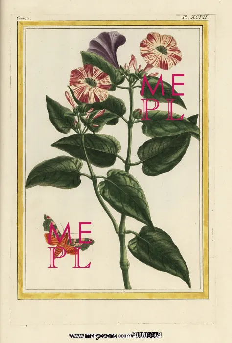 : Marvel of Peru, Mirabilis jalapa : Marvel of Peru, Mirabilis jalapa