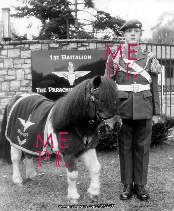 : The mascot of the British army in Berlin: a pony : The mascot of the British army in Berlin: a pony