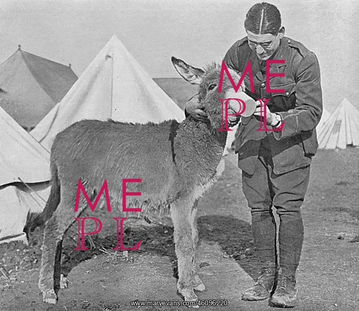 : A Mascot in Salonika, WW1 : A Mascot in Salonika, WW1
