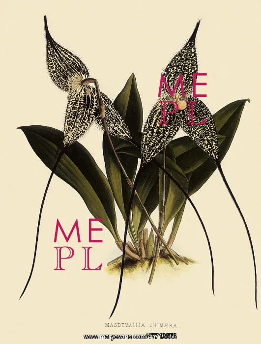 : Masdevallia Chimaera : Masdevallia Chimaera