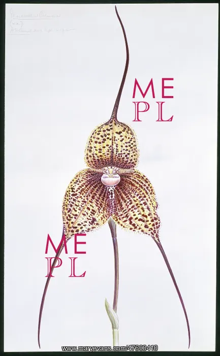 : Masdevallia chimaera, orchid : Masdevallia chimaera, orchid