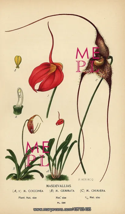 : Masdevallia coccinea, Trisetella gemmata, Dracula chimaera : Masdevallia coccinea, Trisetella gemmata, Dracula chimaera